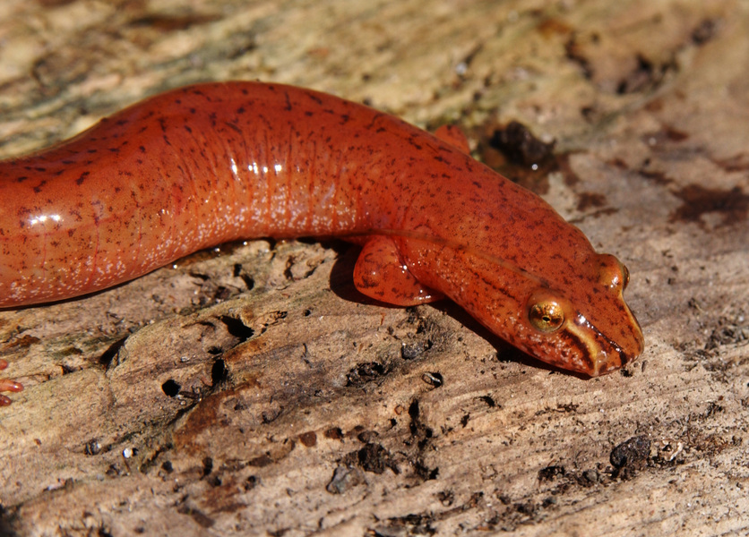 Plethodontidae