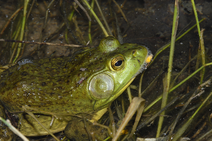 Photo of Lithobates catesbeianus