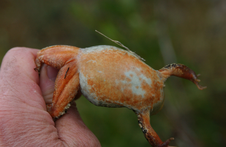 Photo of Rana luteiventris