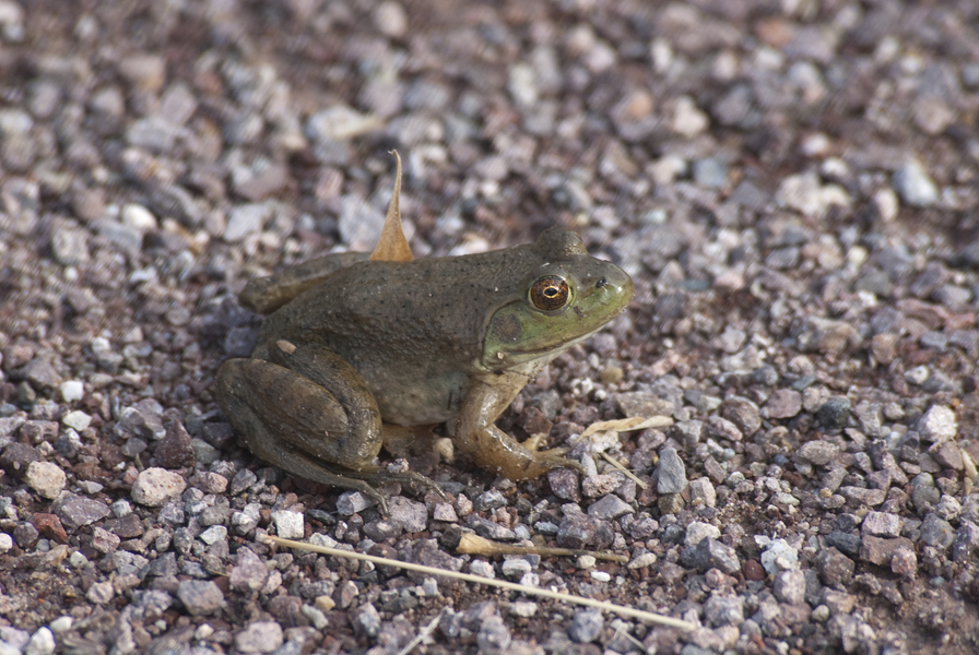 Lithobates catesbeianus