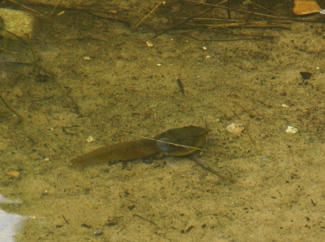 Photo of Lithobates catesbeianus