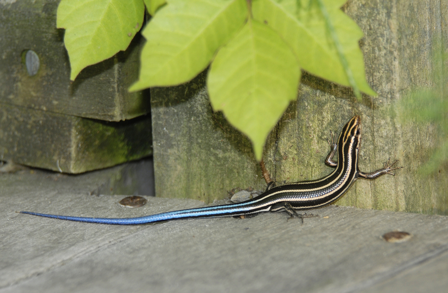 skink0027