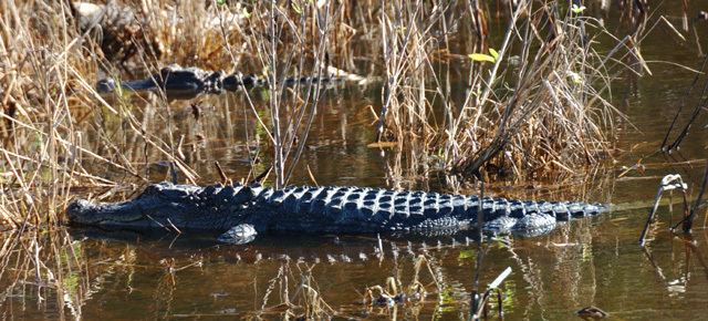 Crocodylidae