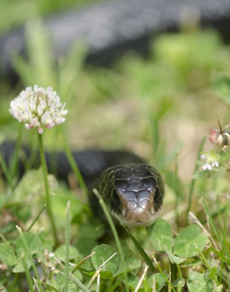 coluber constrictor snakes michigan