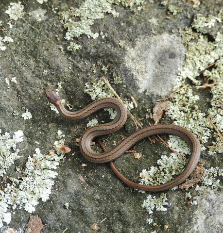 Storeria occipitomaculata – Red-bellied Snake