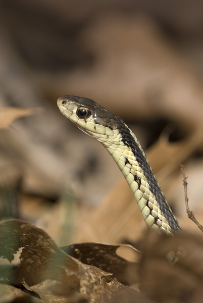 Thamnophis sirtalis