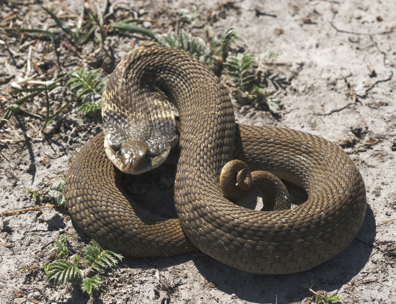 hognose0185