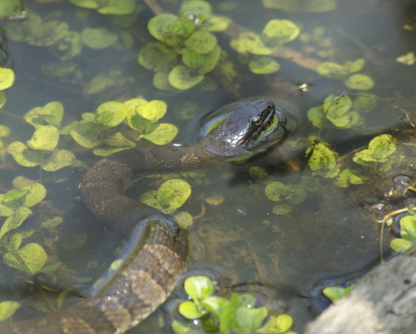 water moccasin nesting habits