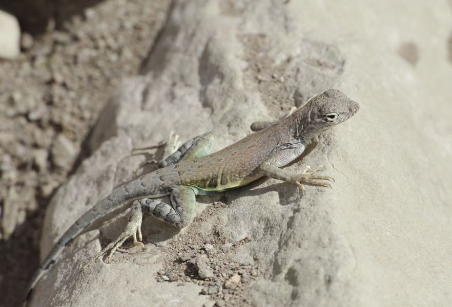 Cophosaurus texanus