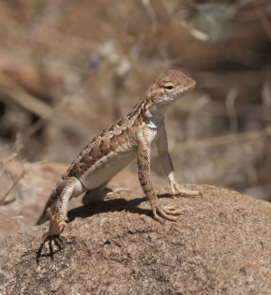 lesser earless lizard