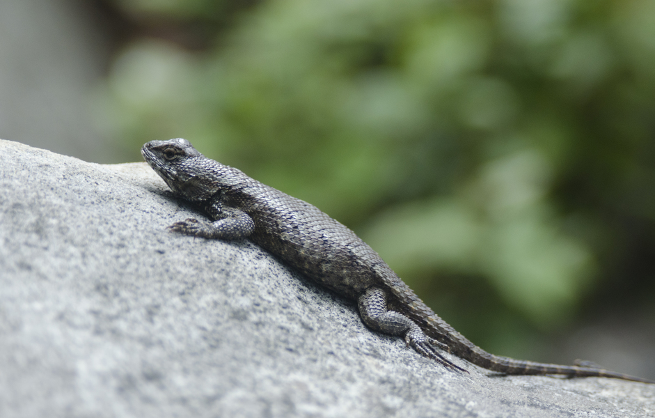 Sceloporus undulatus