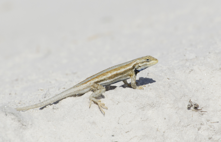 Sceloporus7424