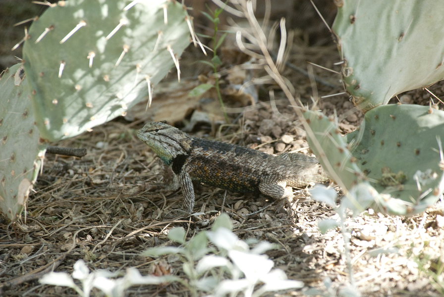 Sceloporus