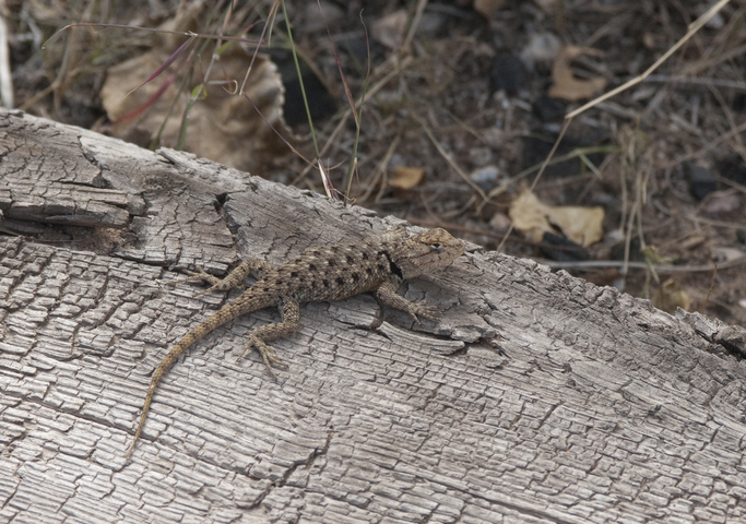 ADW Phrynosomatidae INFORMATION