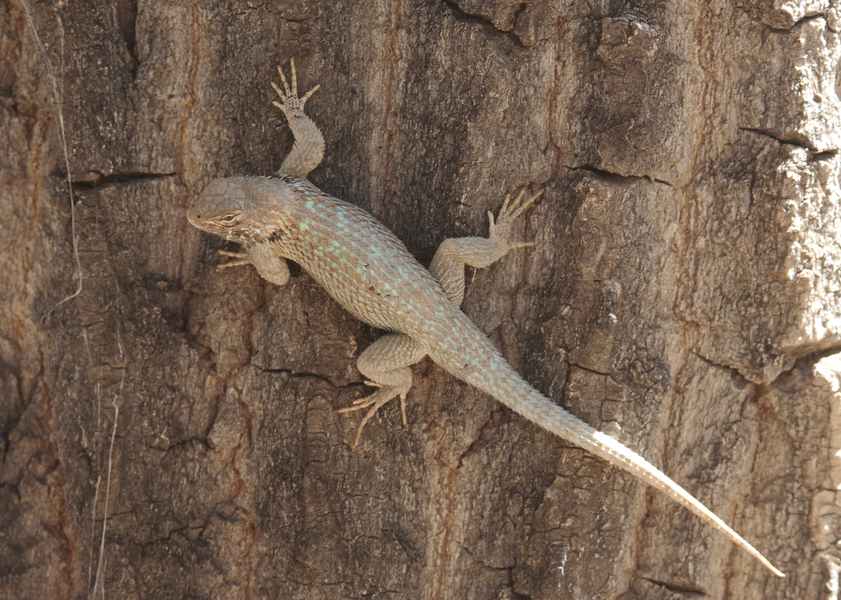 Sceloporus