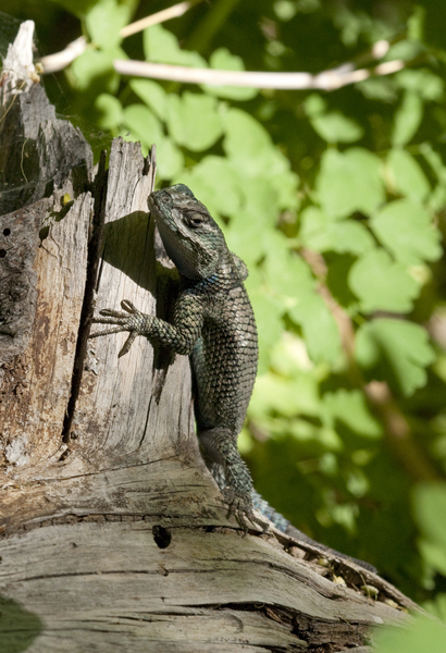 sceloporus0791