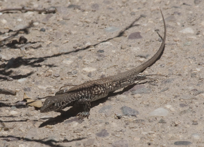 western whiptail lizard