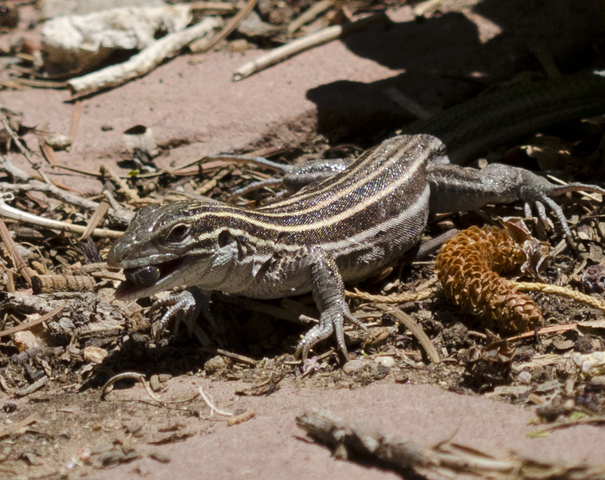 Photo of Cnemidophorus velox