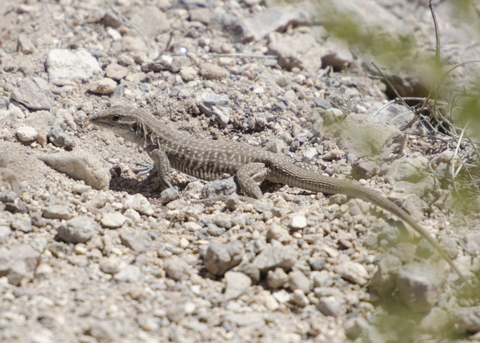 Photo of Cnemidophorus neomexicanus