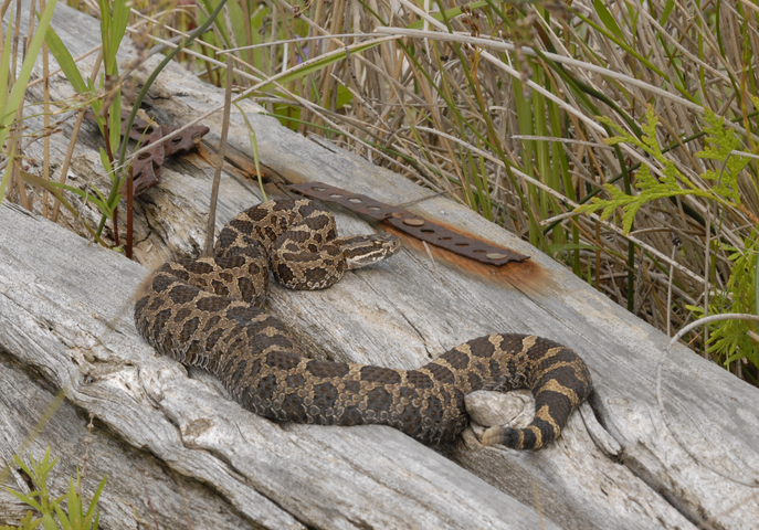 Photo of Sistrurus catenatus