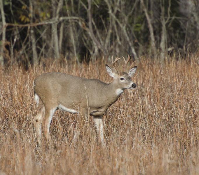 Odocoileus virginianus