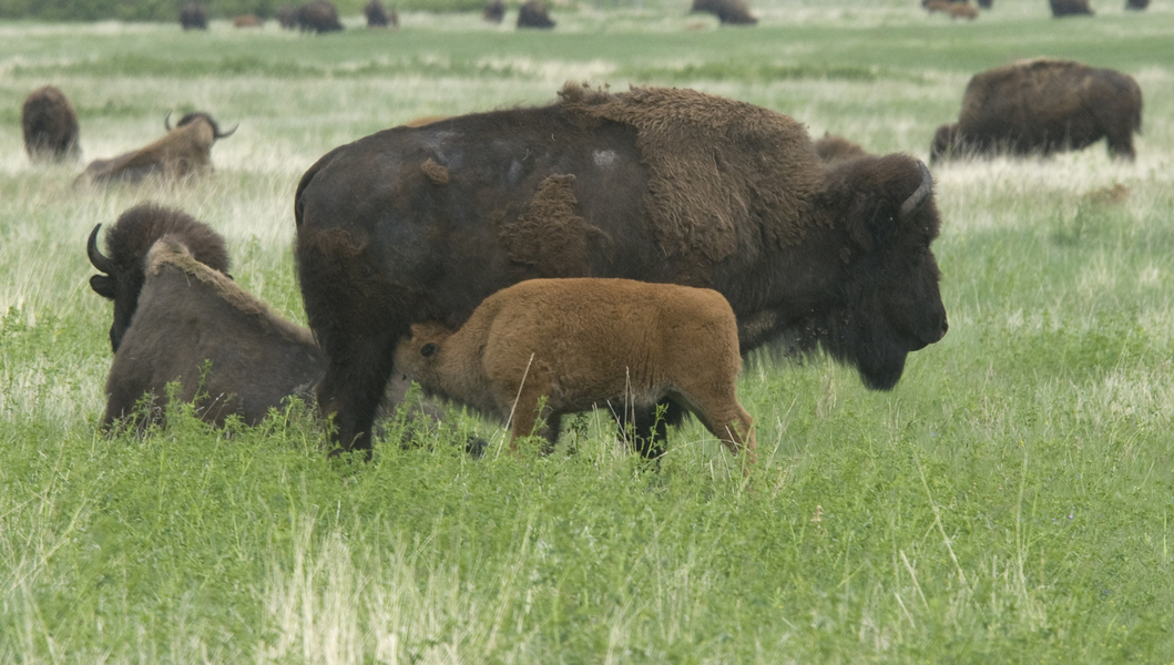 bison_nursing7964