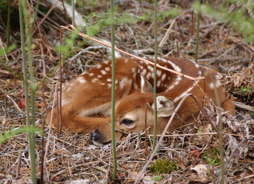 Odocoileus virginianus