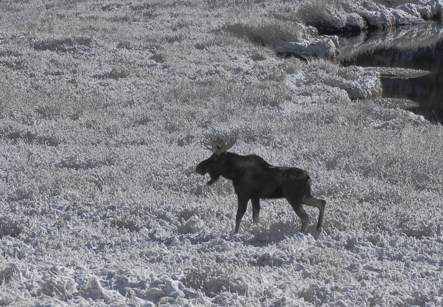 Alces americanus