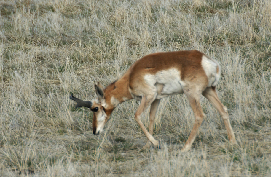 Antilocapra americana