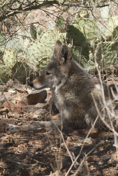 Canis latrans