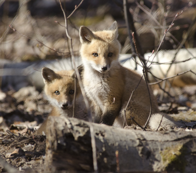 Vulpes vulpes