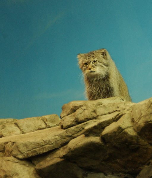 Felis manul