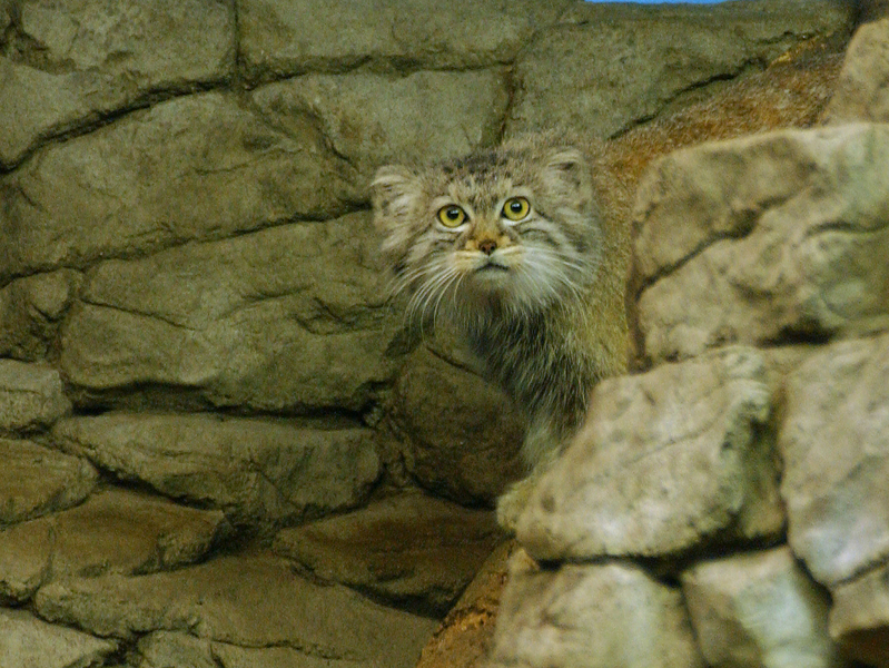 Felis manul