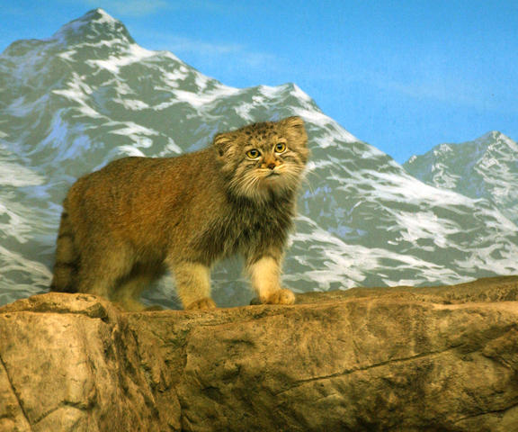 Pallas cat guide: where do they live, what do they eat and how big