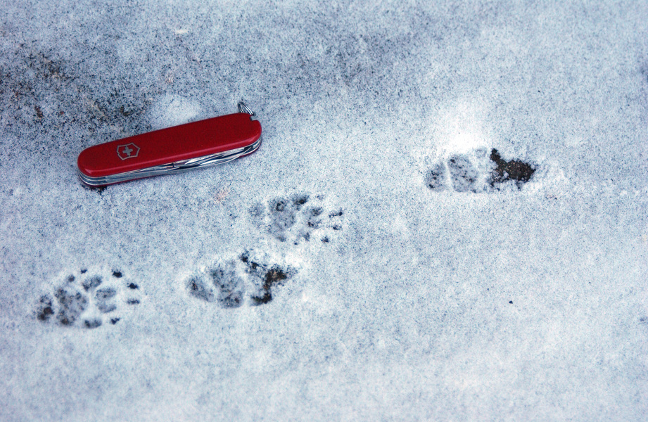 Skunk Footprints In Snow