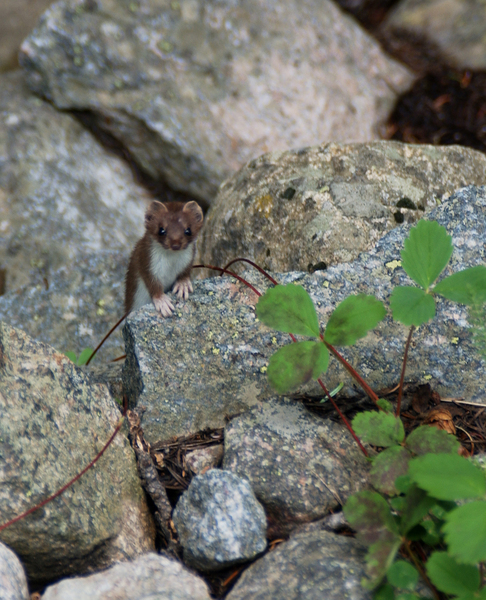 Mustela erminea