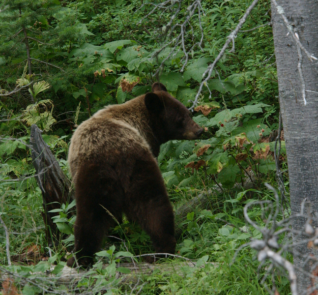 Ursus americanus