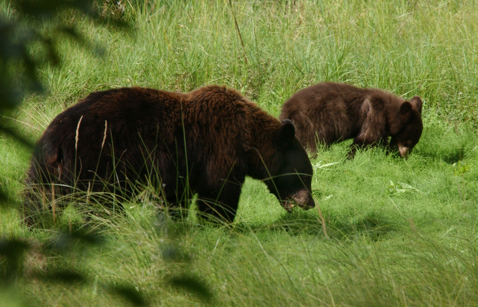 Ursus arctos