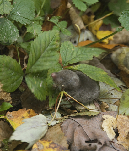 ADW Blarina brevicauda PICTURES