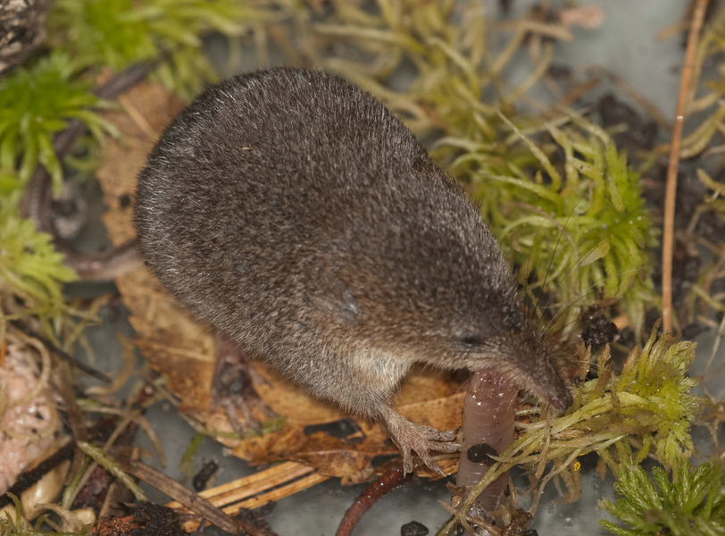 Sorex fumeus