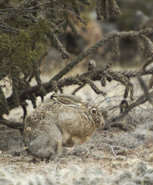 Lagomorpha