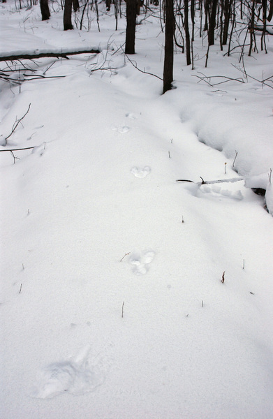 snowshoehare_trail6381