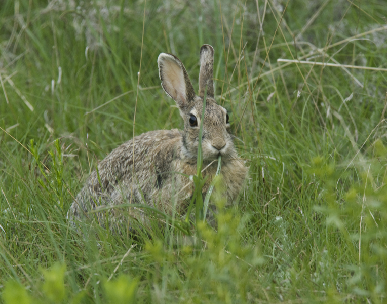 Lagomorpha