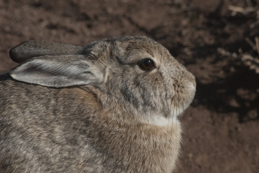 Sylvilagus audubonii