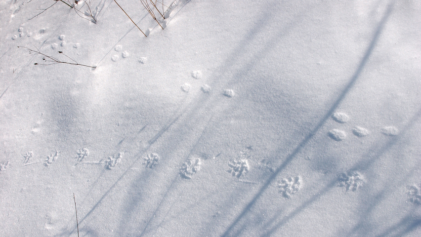 Eastern Cottontail (Mammal Species of Richmond National Battlefield ...