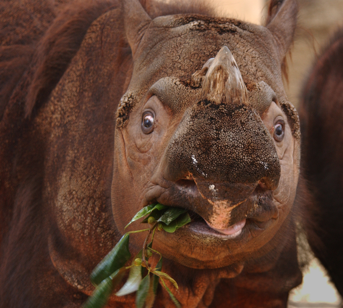 Rhinocerotidae