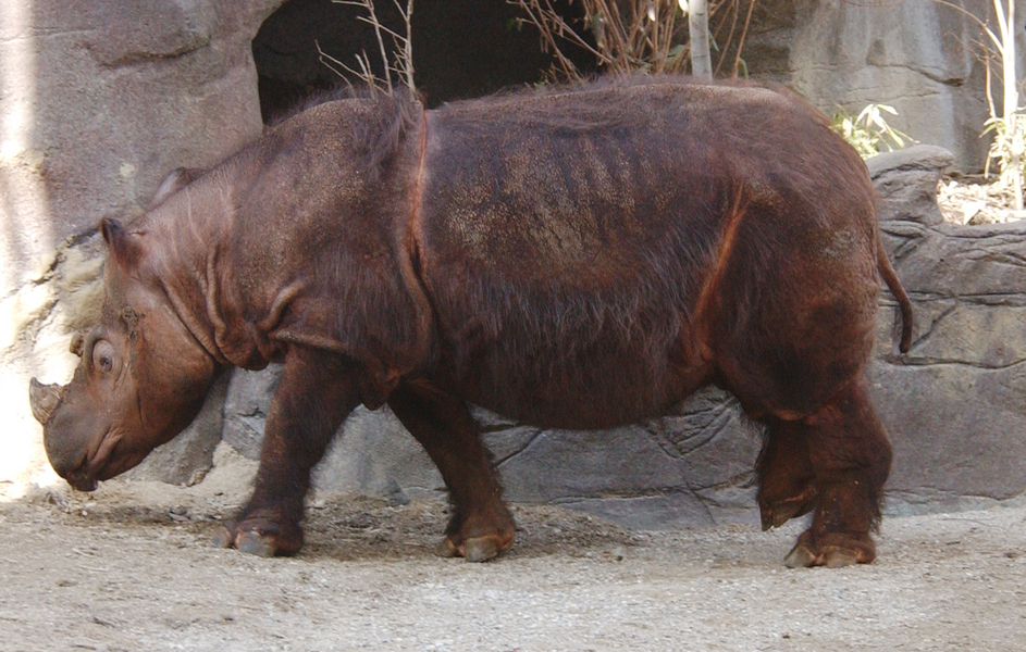 Rhinocerotidae