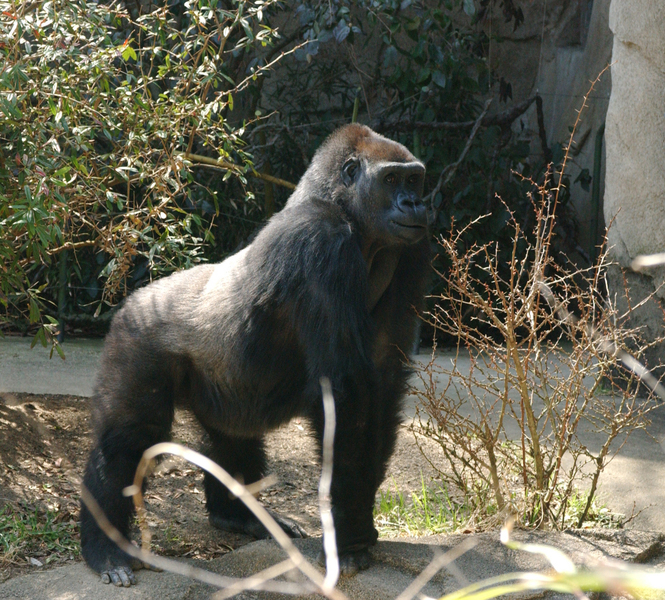 Catarrhini