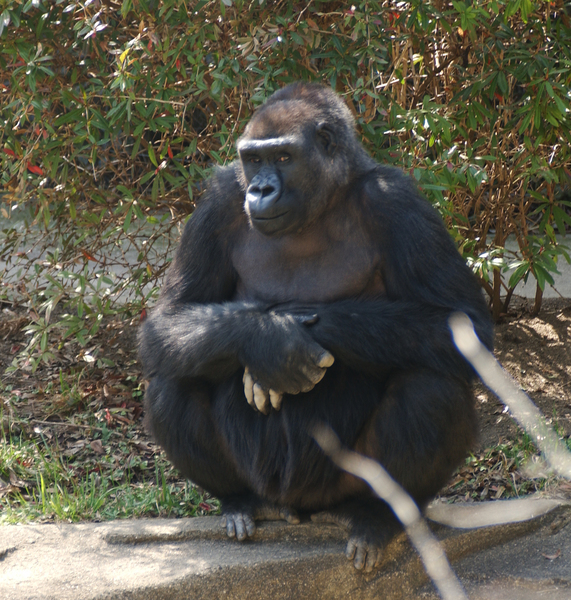 Gorilla