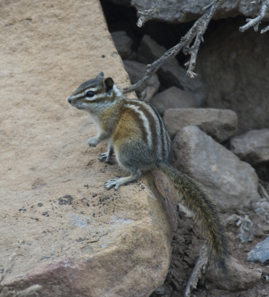 CO_chipmunk8768